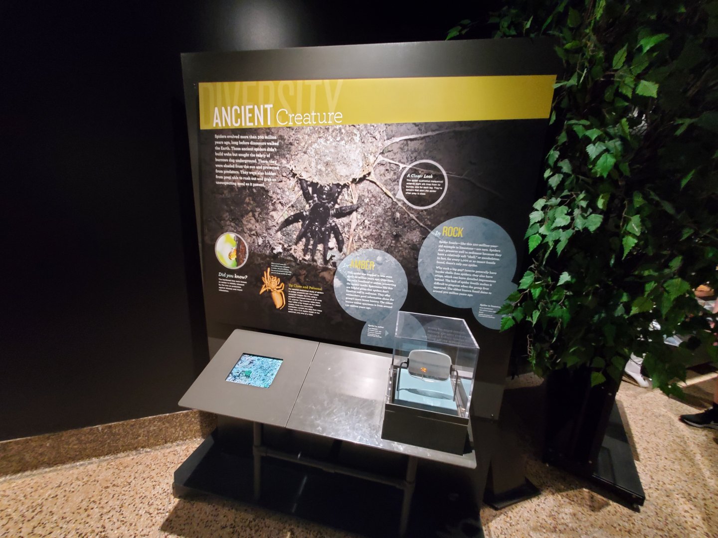 Spiders Alive! Amber Fossil Interpretives - October 2023