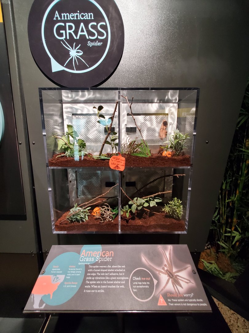 Spiders Alive! American Grass Spider Exhibit - October 2023