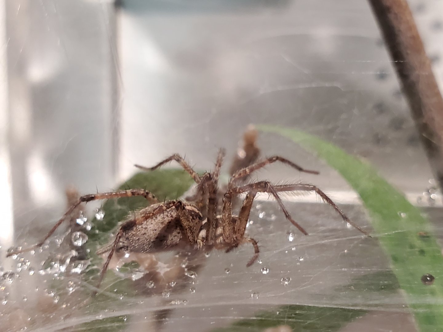 Spiders Alive! American Grass Spider - October 2023