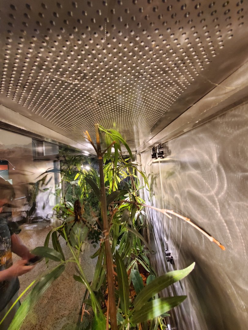 Spiders Alive! Banded Garden Spider Exhibit - October 2023