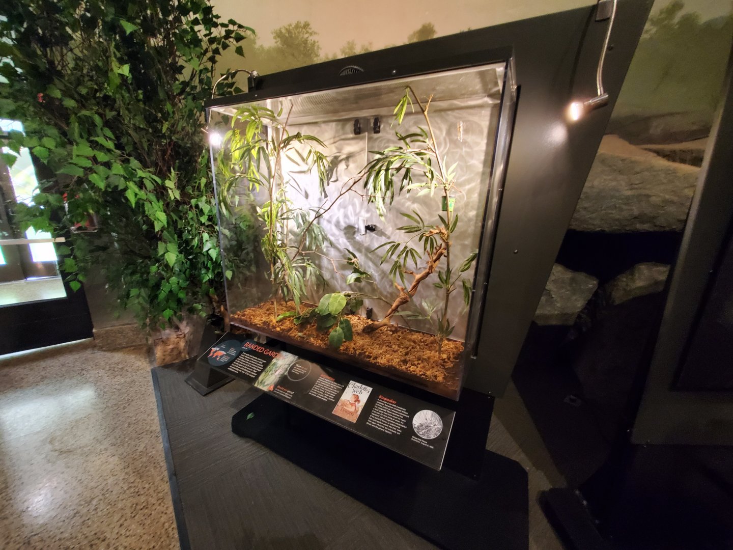 Spiders Alive! Banded Garden Spider Exhibit - October 2023