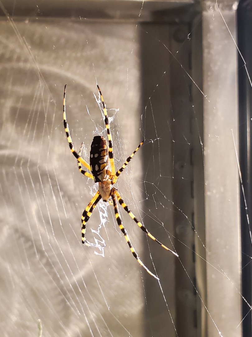 Spiders Alive! Banded Garden Spider - October 2023