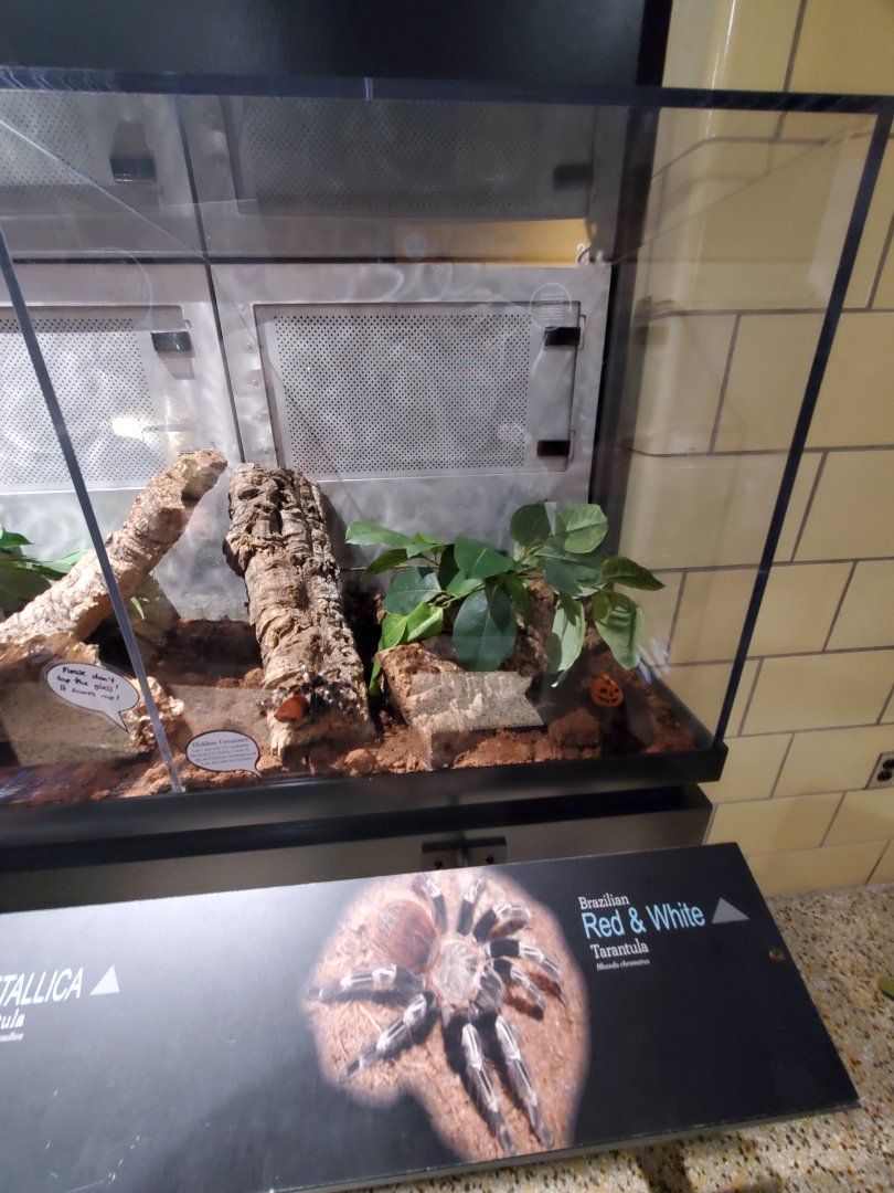 Spiders Alive! Brazilian Red-and-White Tarantula Exhibit - October 2023