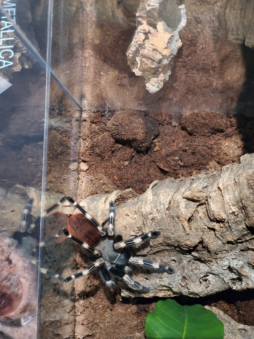 Spiders Alive! Brazilian Red-and-White Tarantula - October 2023