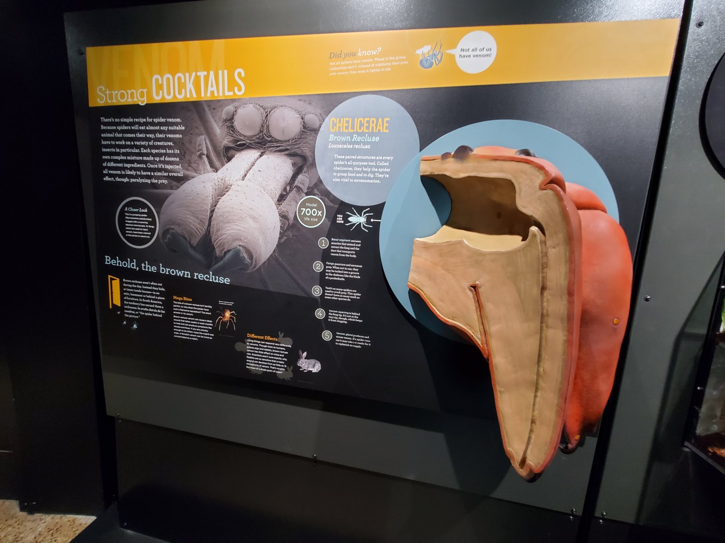 Spiders Alive! Brown Recluse Graphics - October 2023