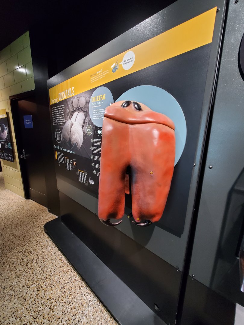 Spiders Alive! Brown Recluse Graphics - October 2023