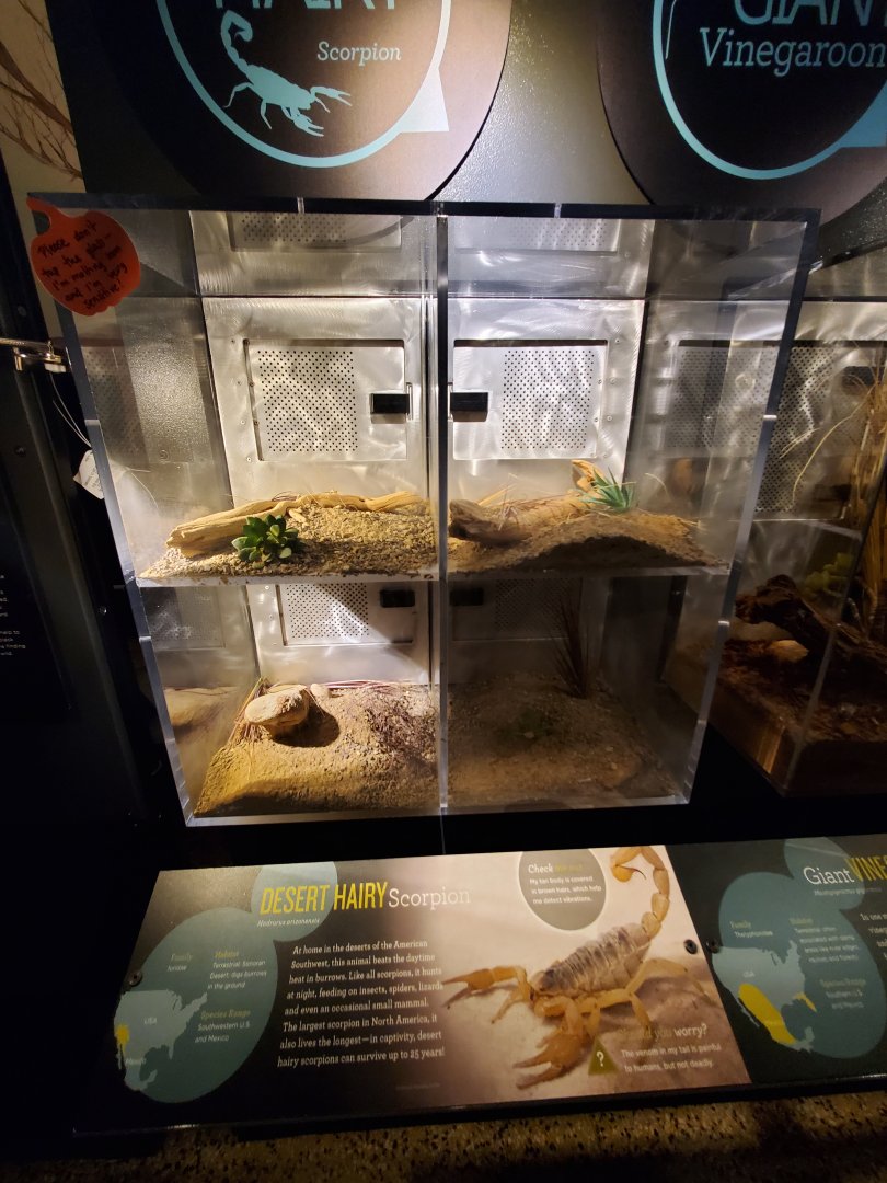 Spiders Alive! Desert Hairy Scorpion Exhibits - October 2023