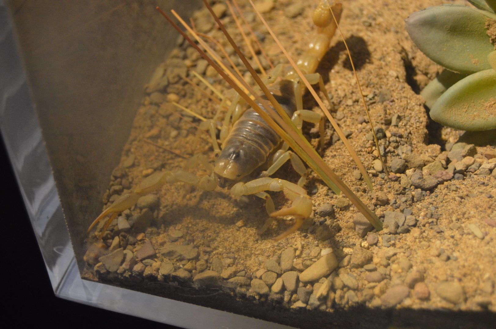 Spiders Alive! - Desert Hairy Scorpion (Hadrurus arizonensis)