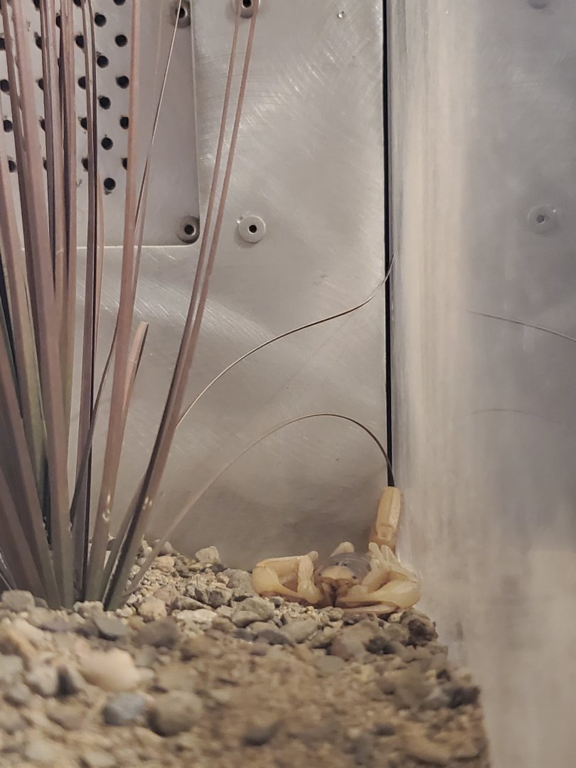 Spiders Alive! Desert Hairy Scorpion - October 2023