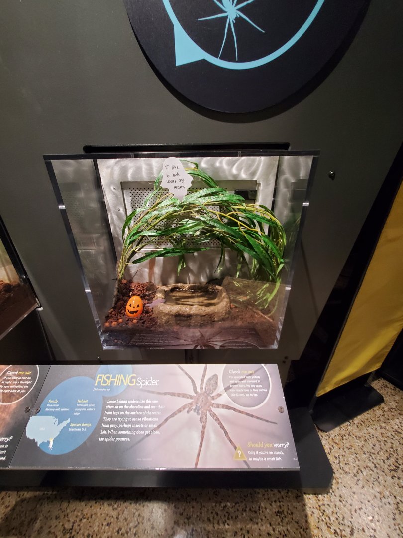 Spiders Alive! Fishing Spider Exhibit - October 2023