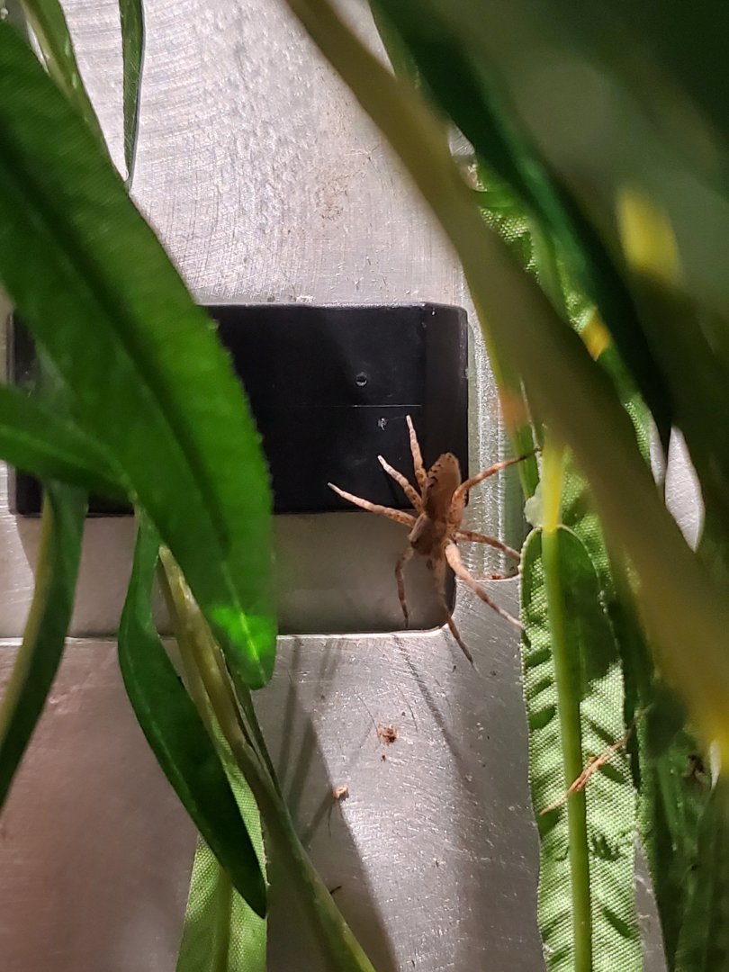 Spiders Alive! Fishing Spider - October 2023