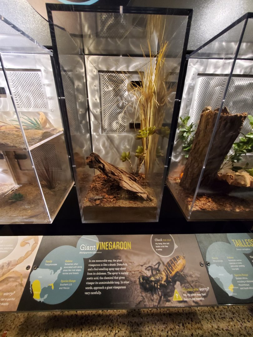 Spiders Alive! Giant Vinegaroon Exhibit -  October 2023