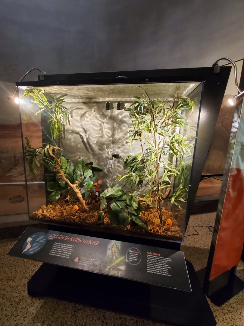 Spiders Alive! Golden Silk-Orb Weaver Exhibit - October 2023