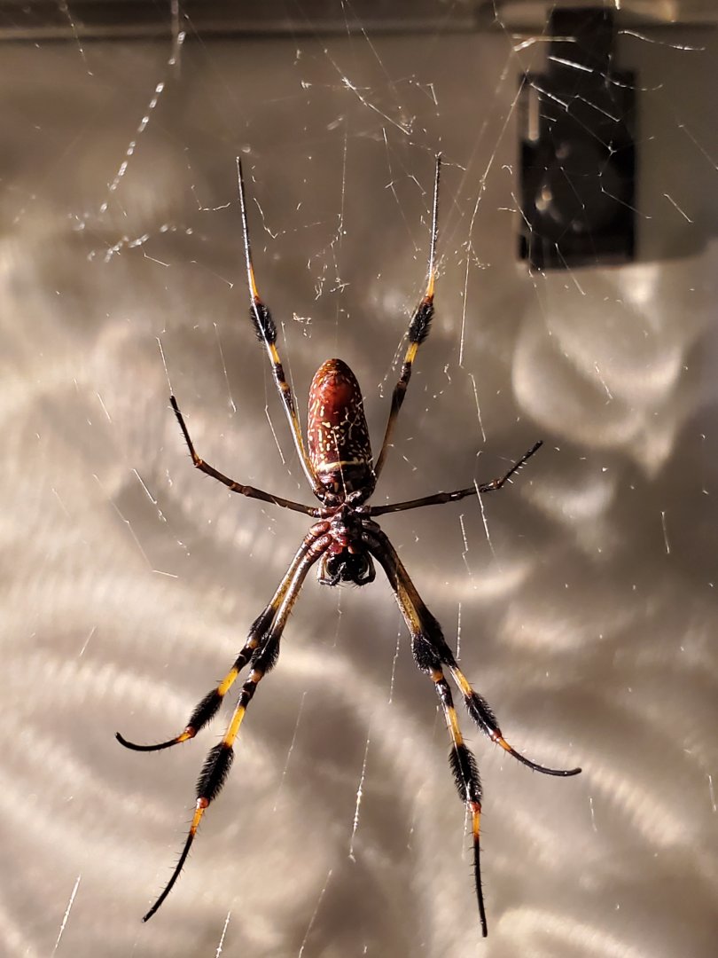 Spiders Alive! Golden Silk-Orb Weaver - October 2023