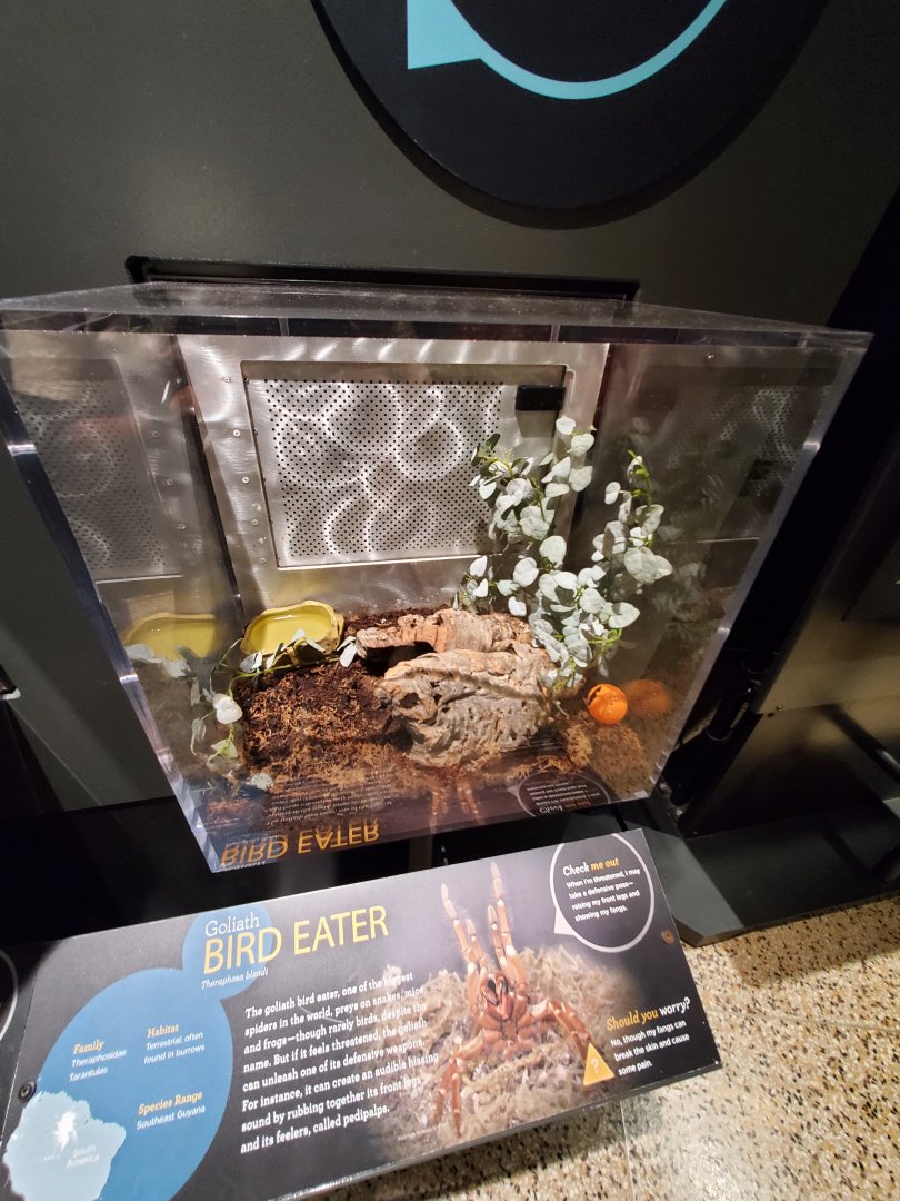 Spiders Alive! Goliath Bird-Eater Exhibit - October 2023