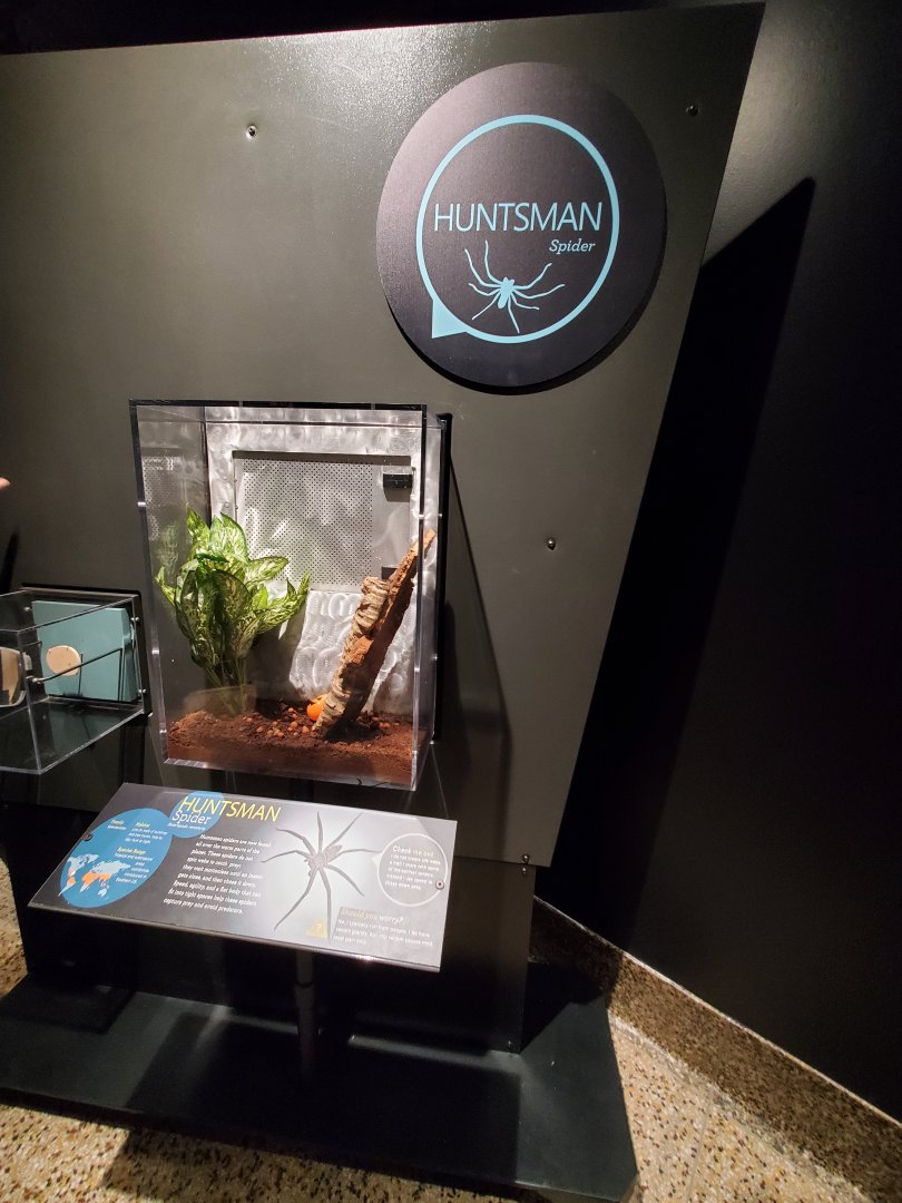 Spiders Alive! Huntsman Spider Exhibit - October 2023