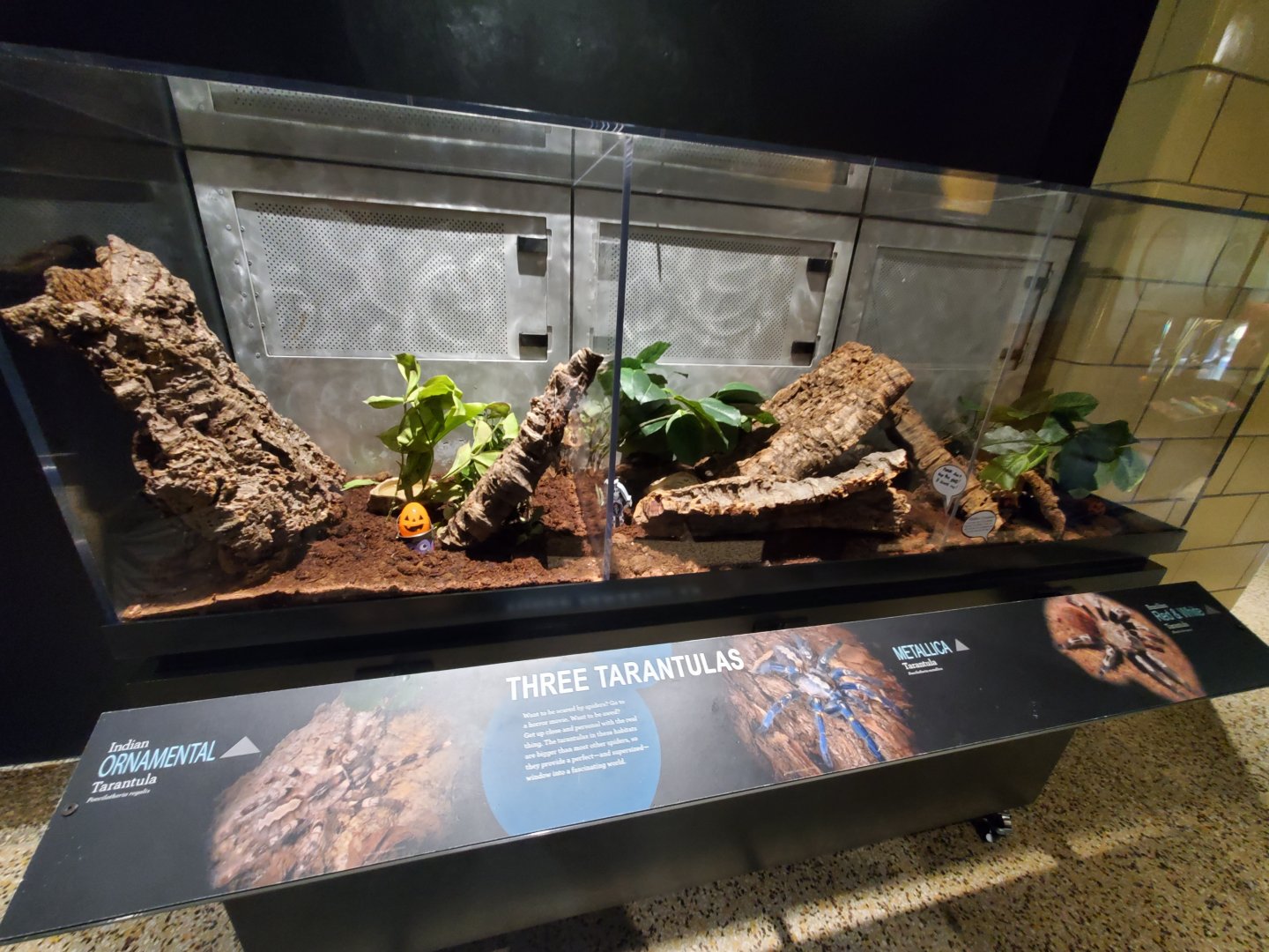 Spiders Alive! Indian Ornamental/Gooty Sapphire Tarantula/Brazilian Red and white Tarantula Exhibits - October 2023