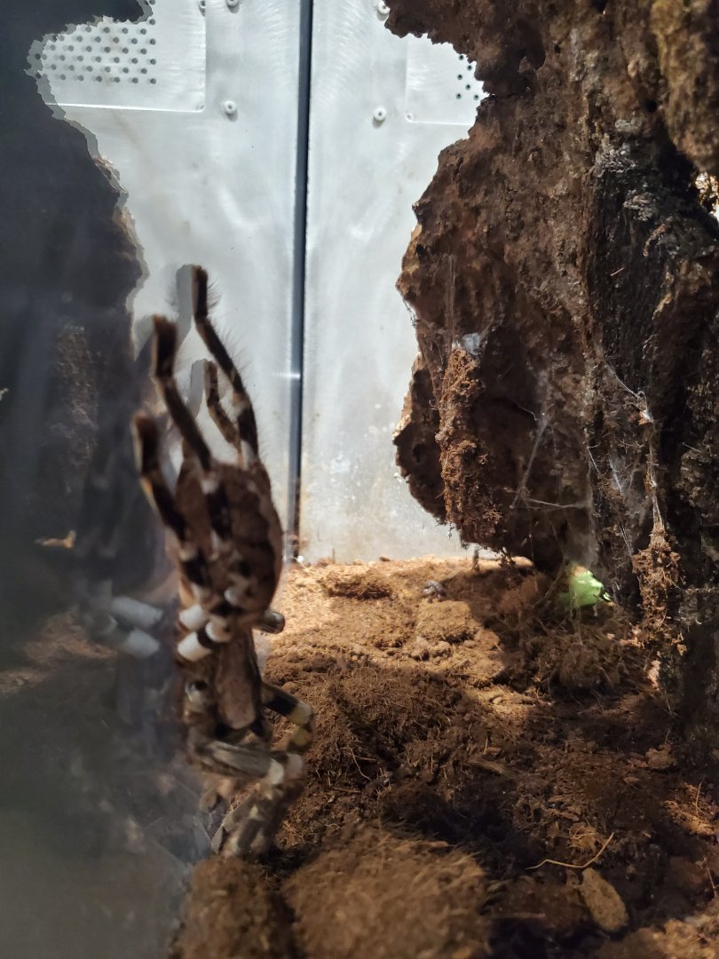 Spiders Alive! Indian Ornamental/Gooty Sapphire Tarantula - October 2023