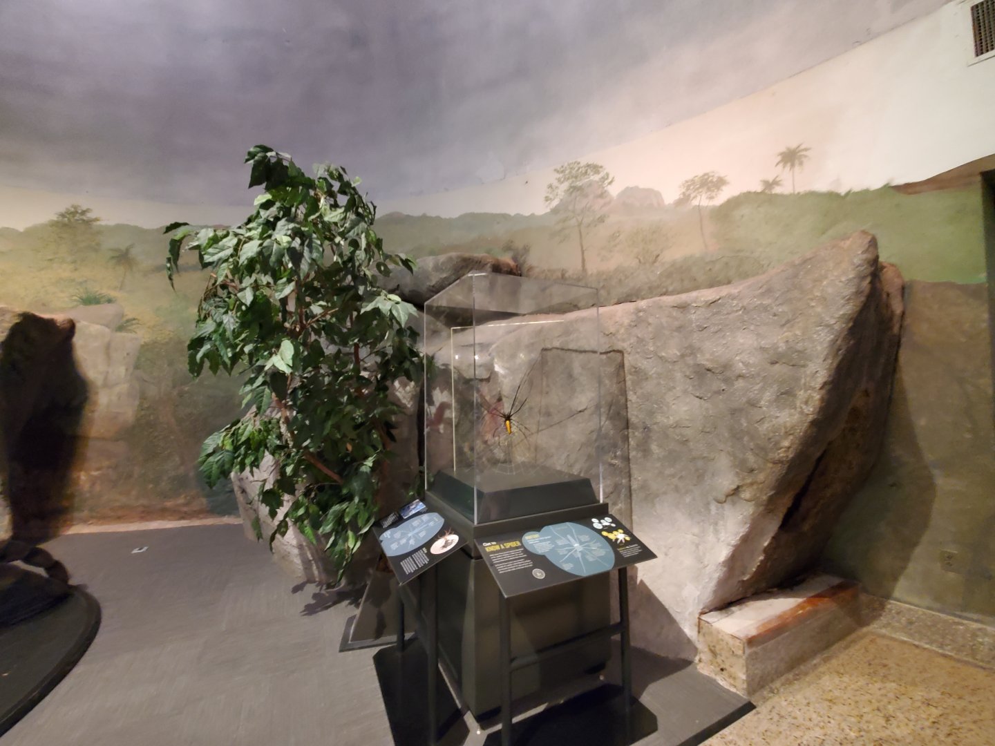 Spiders Alive! Interpretive Graphics in former Hoffmann's Two-Toed Sloth/Red-Rumped Agouti Exhibit - October 2023