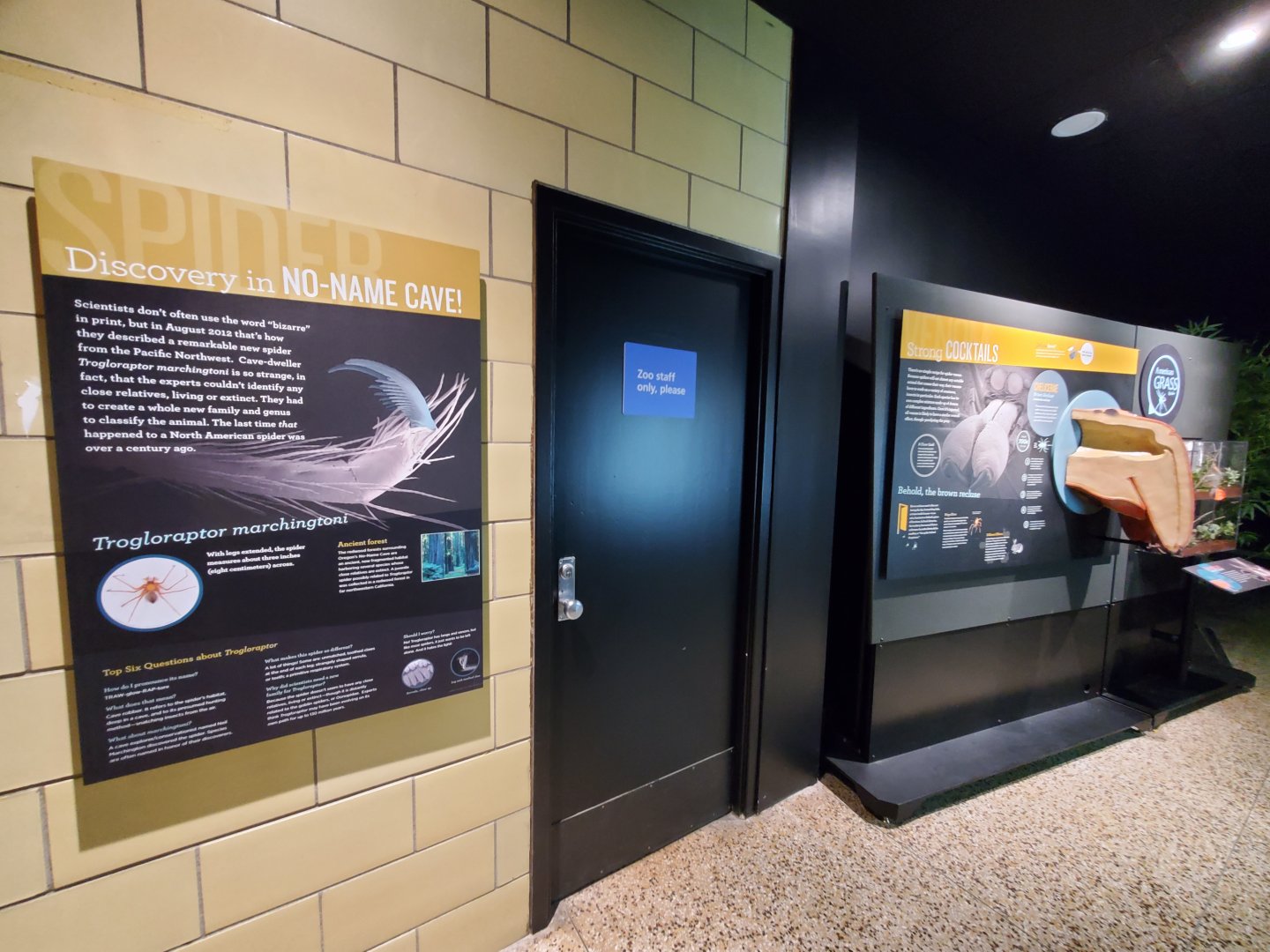 Spiders Alive! Interpretive Graphics - October 2023