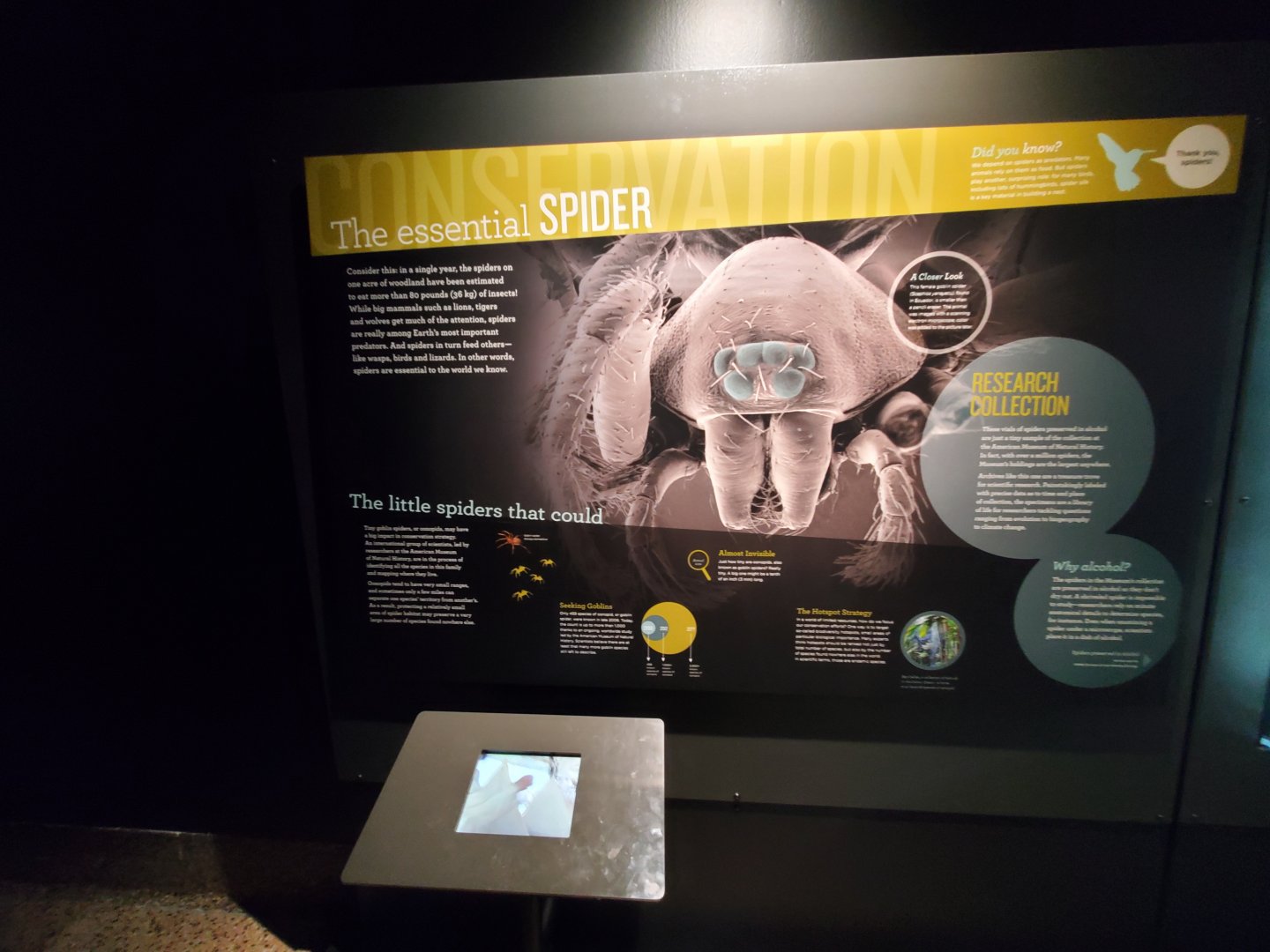 Spiders Alive! Interpretive Graphics - October 2023