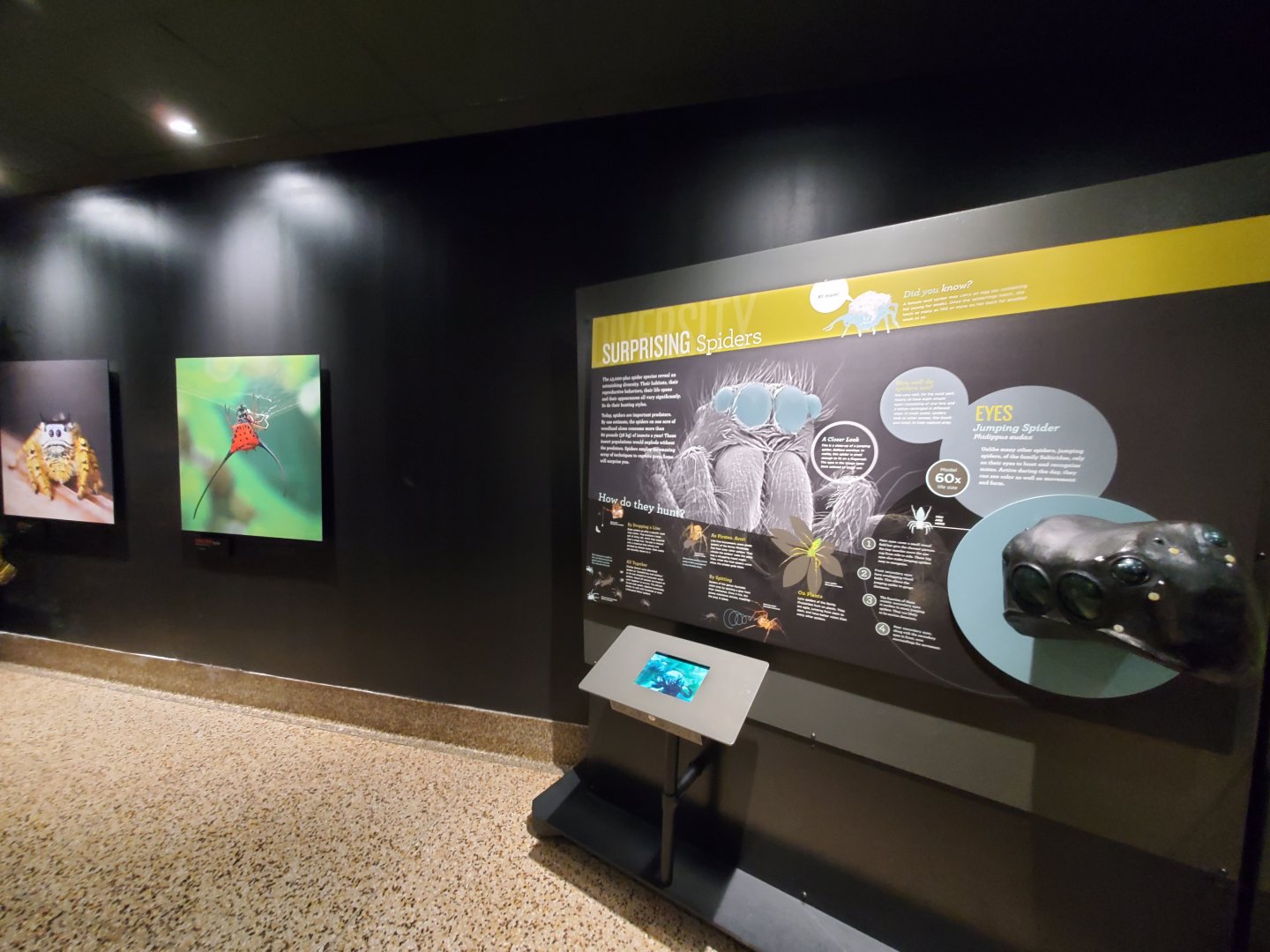 Spiders Alive! Interpretive Graphics - October 2023