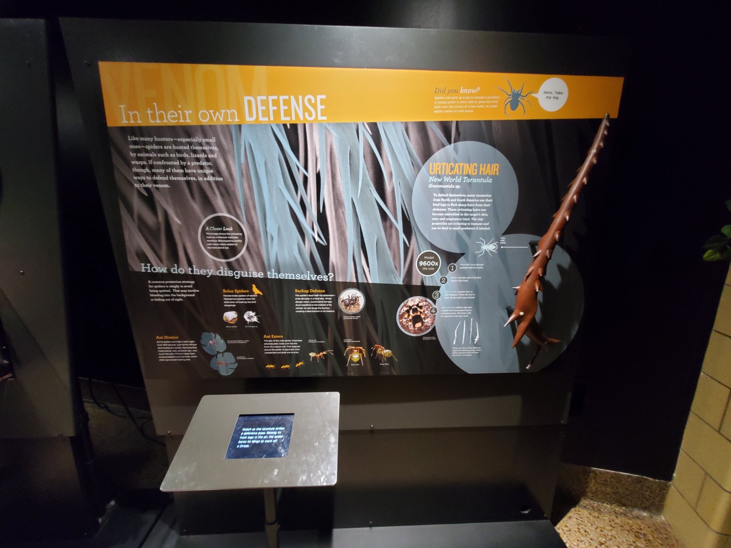 Spiders Alive! Interpretive Graphics - October 2023