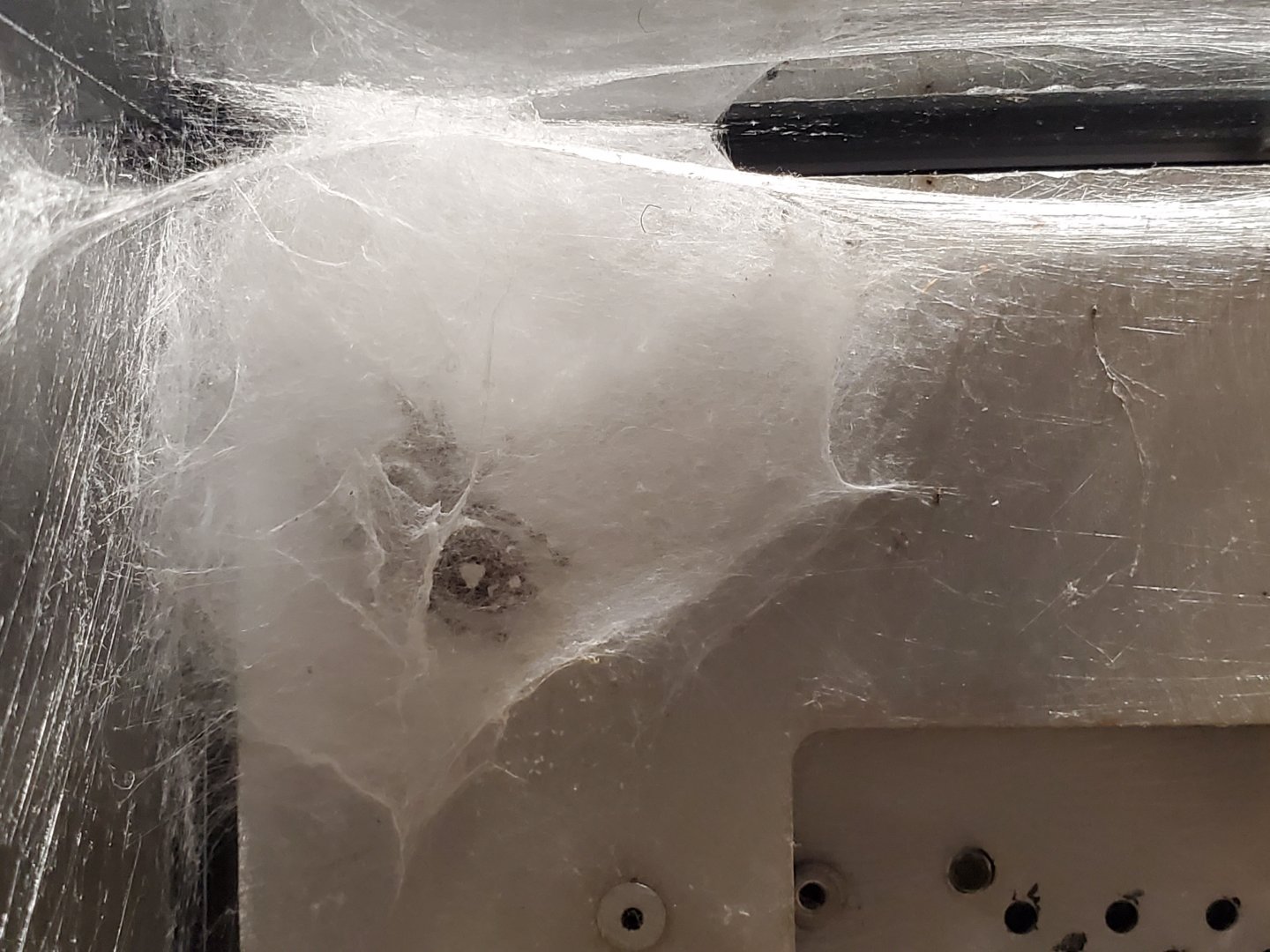 Spiders Alive! Jumping Spider - October 2023