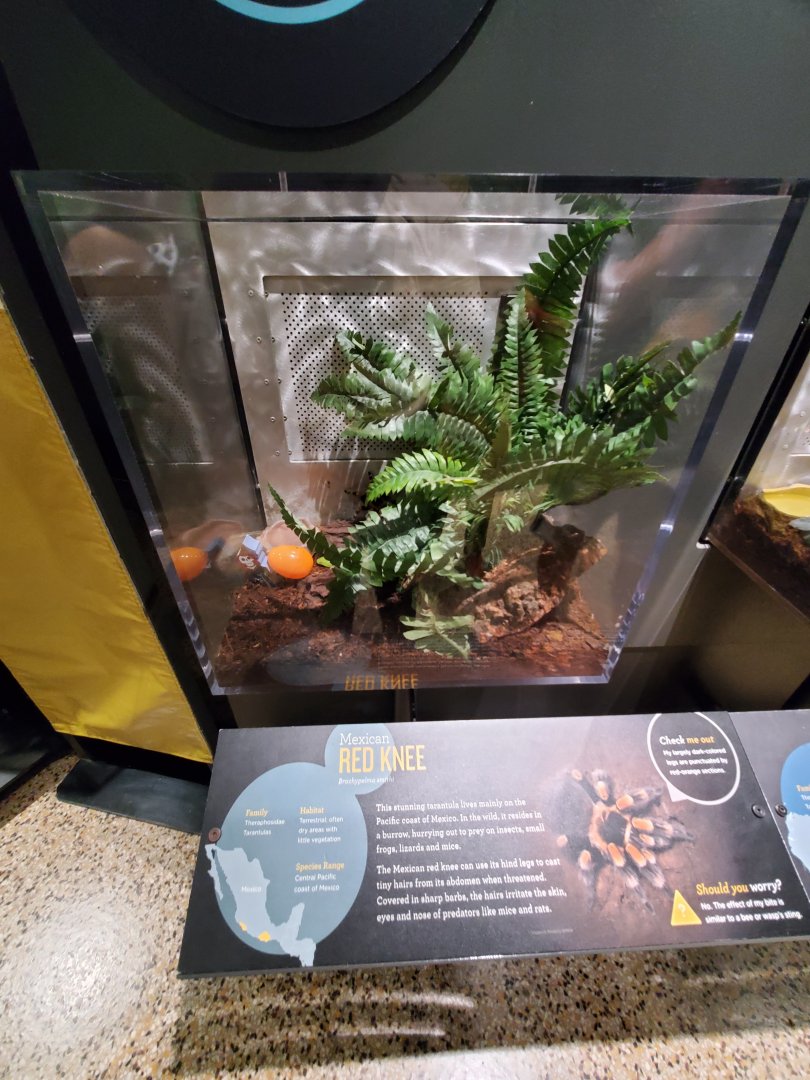 Spiders Alive! Mexican Red-Knee Tarantula Exhibit - October 2023