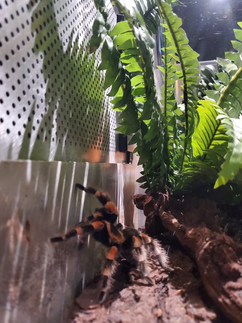 Spiders Alive! Mexican Red-Knee Tarantula -  October 2023