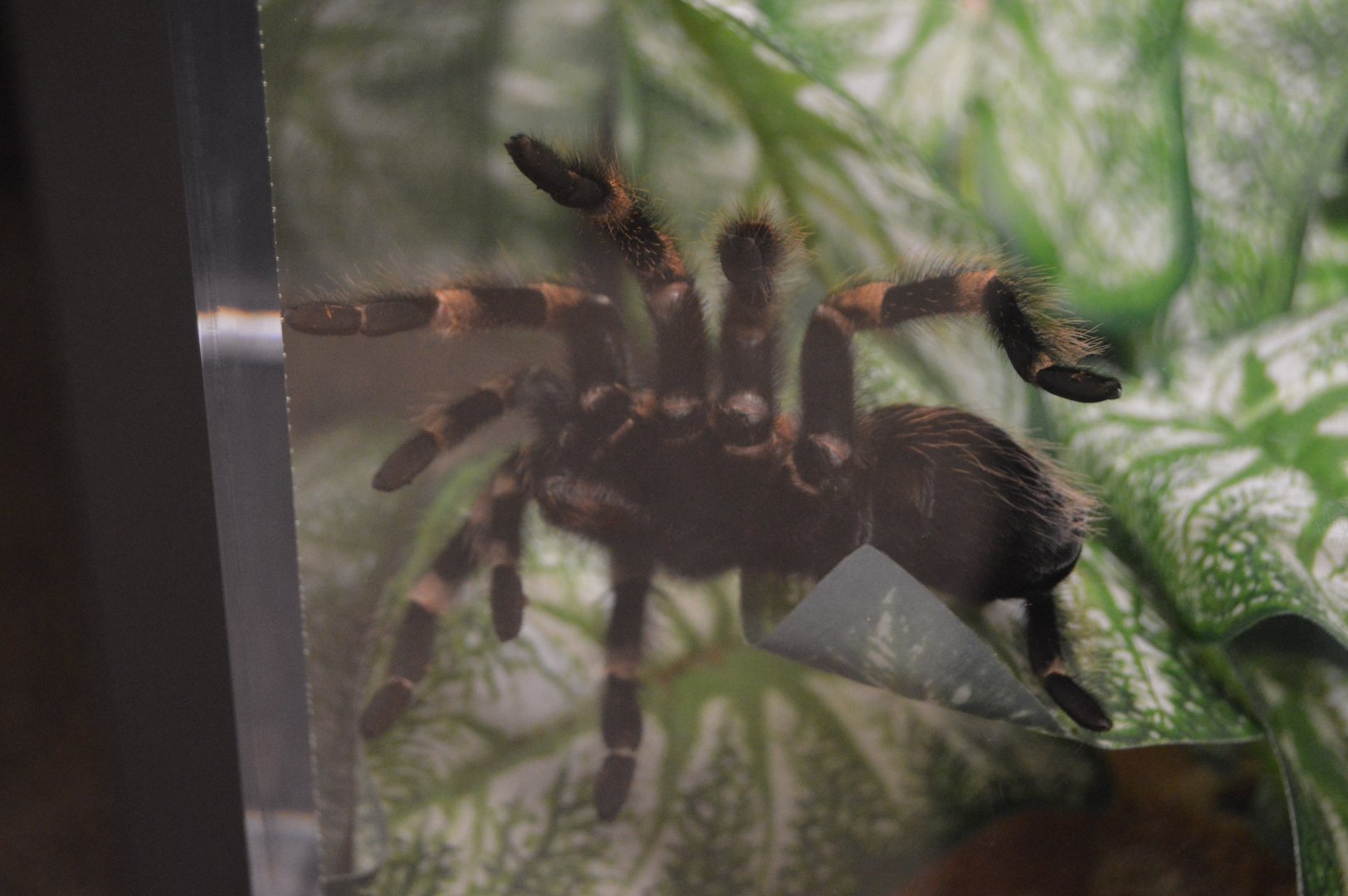 Spiders Alive! - Mexican Redknee Tarantula (Brachypelma smithi)