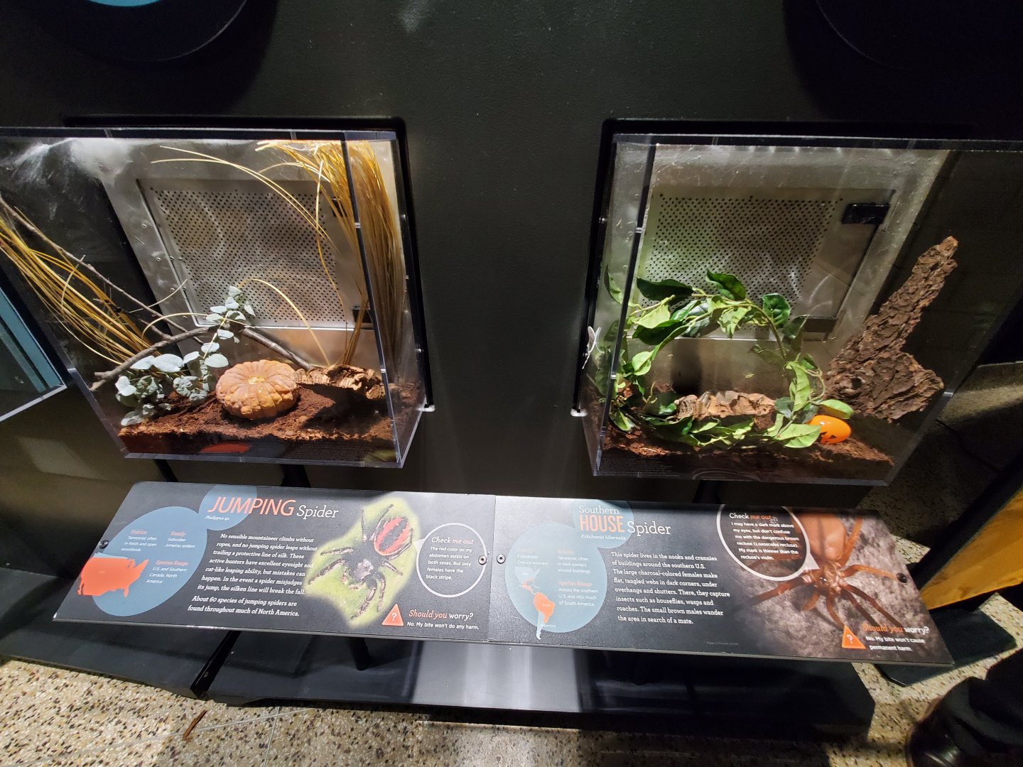 Spiders Alive! Regal Jumping Spider and Southern House Spider Exhibit - October 2023