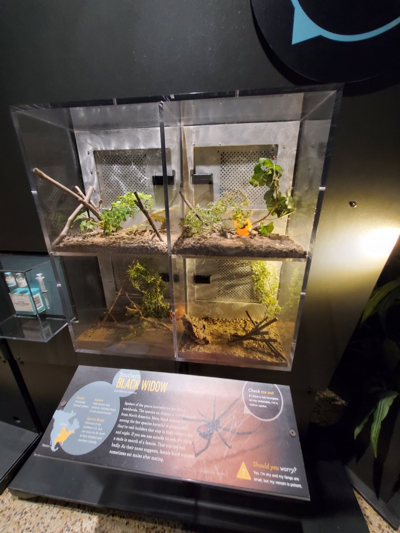 Spiders Alive! Southern Black Widow Exhibits - October 2023