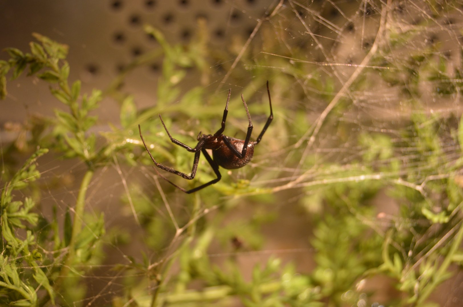 Spiders Alive! - Southern Black Widow (Latrodectus mactans)