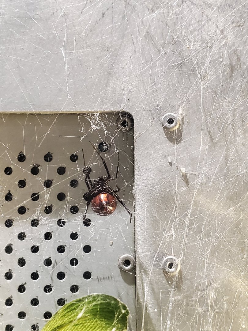 Spiders Alive! Southern Black Widow - October 2023