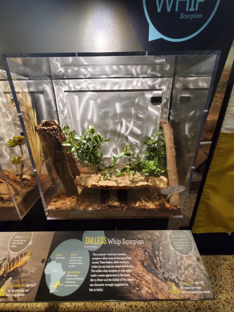 Spiders Alive! Tailless Whip Scorpion - October 2023