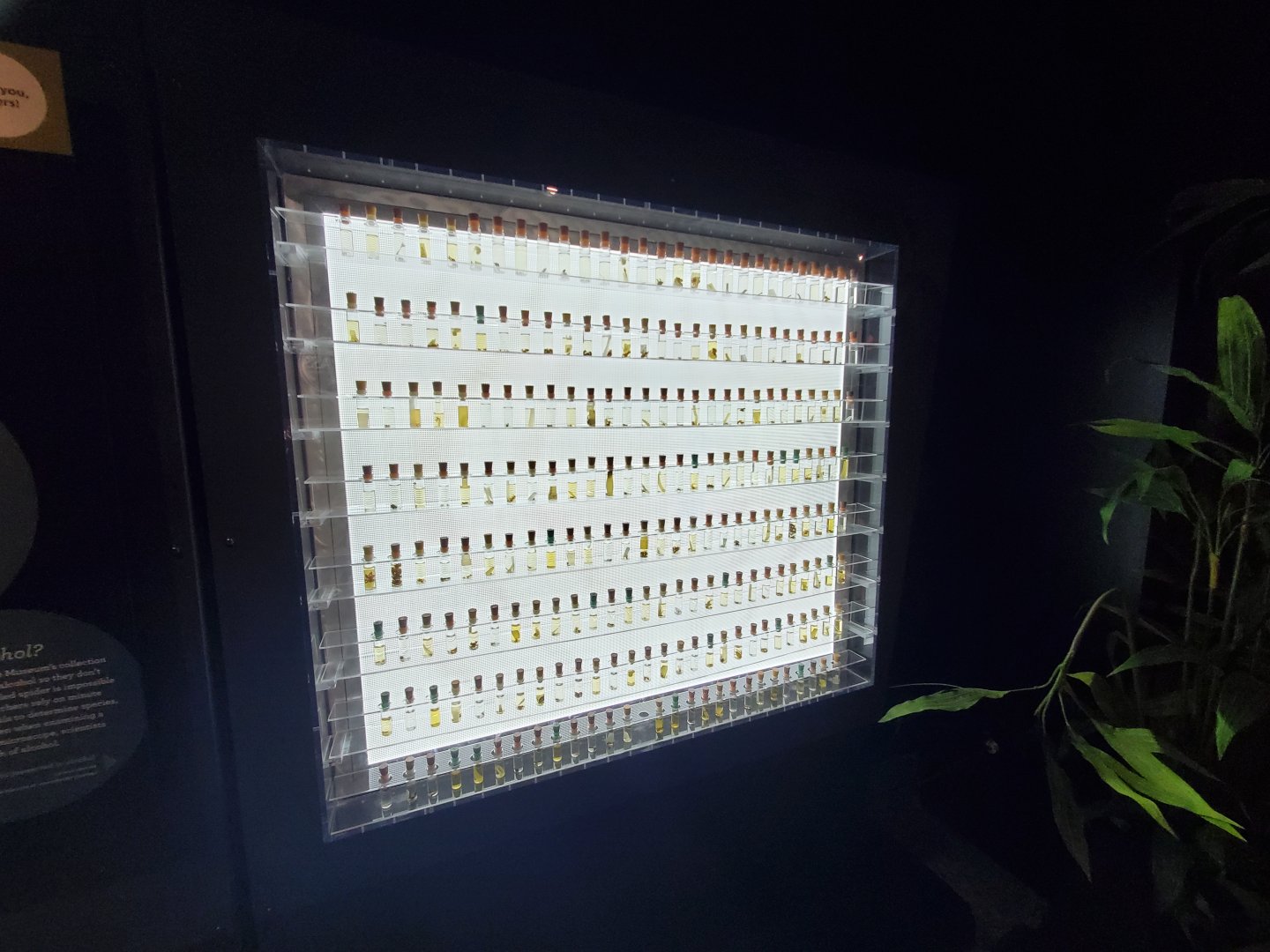 Spiders Alive! Venom Sample Display - October 2023