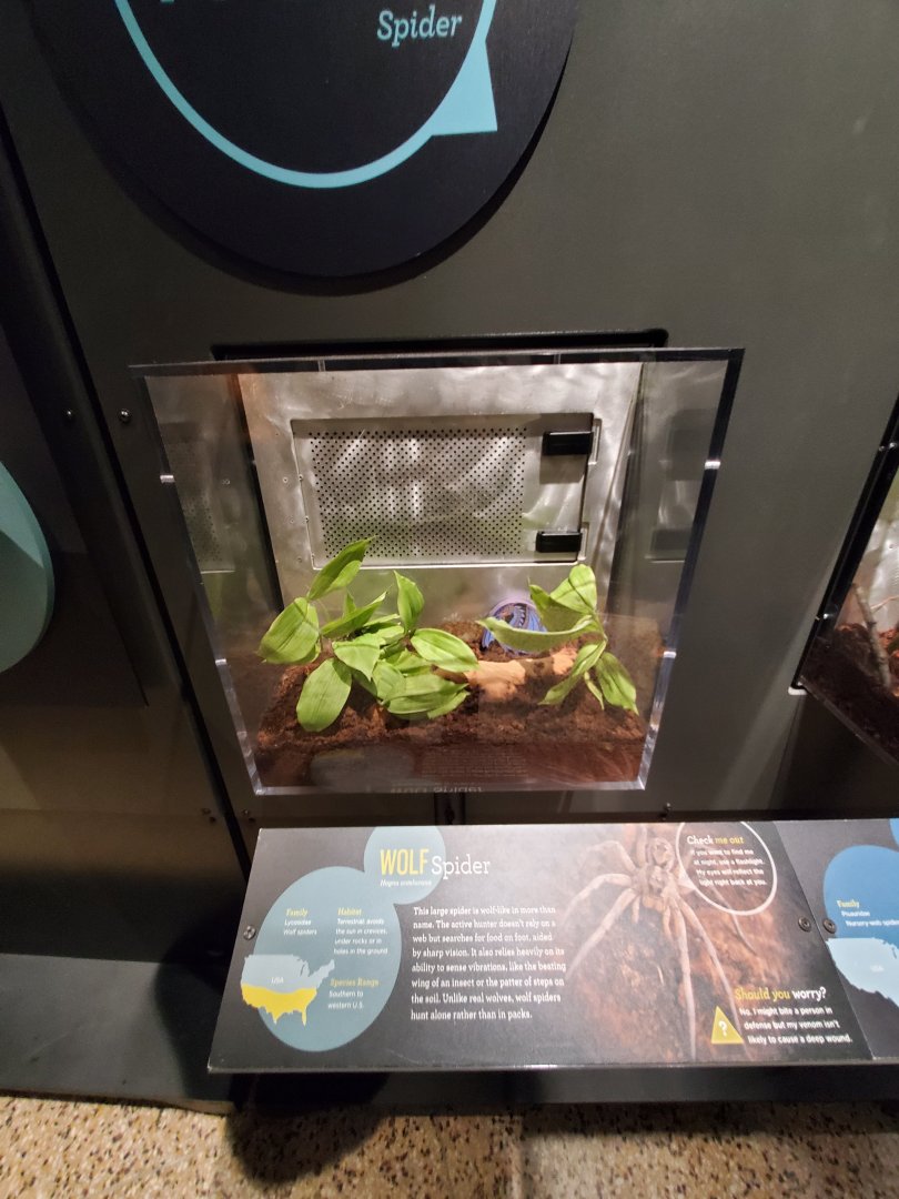 Spiders Alive! Wolf Spider Exhibit - October 2023
