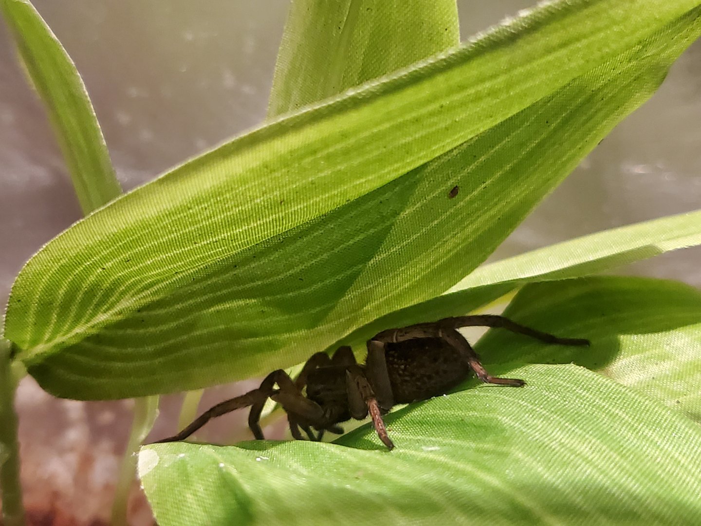 Spiders Alive! Wolf Spider - October 2023