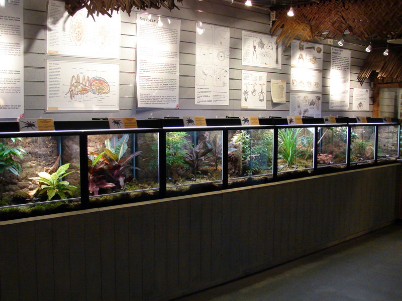 Spiders Exhibit