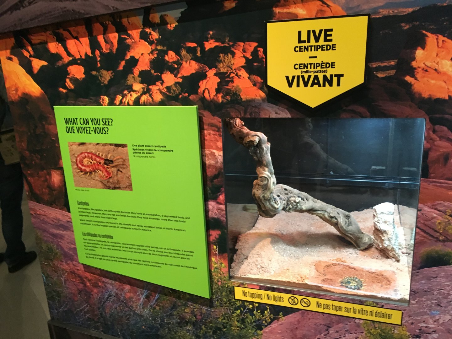 Spiders: Fear and Fascination - Giant Desert Centipede