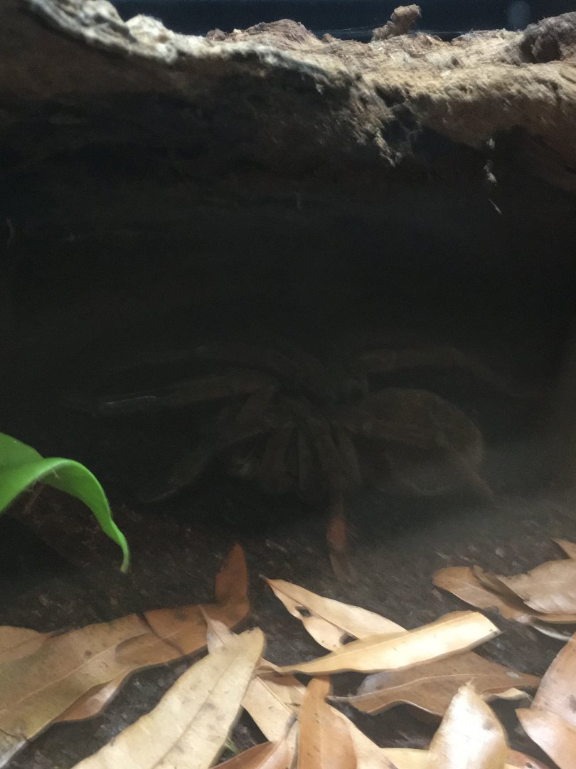 Spiders: Fear and Fascination - Goliath Birdeater
