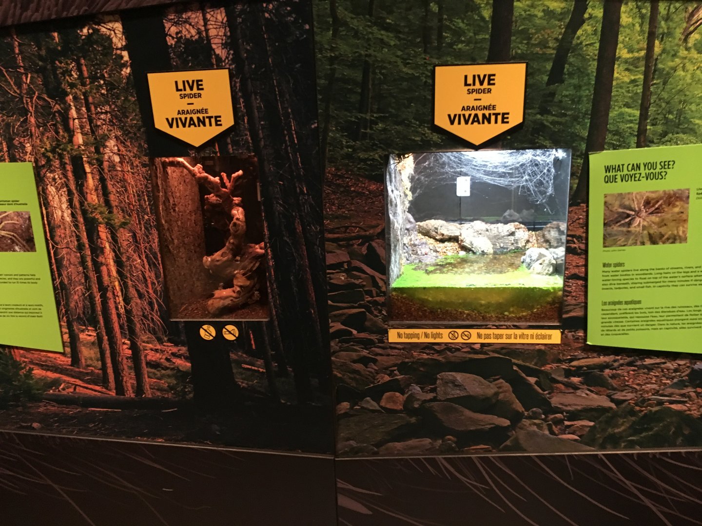 Spiders Fear and Fascination - Vivariums