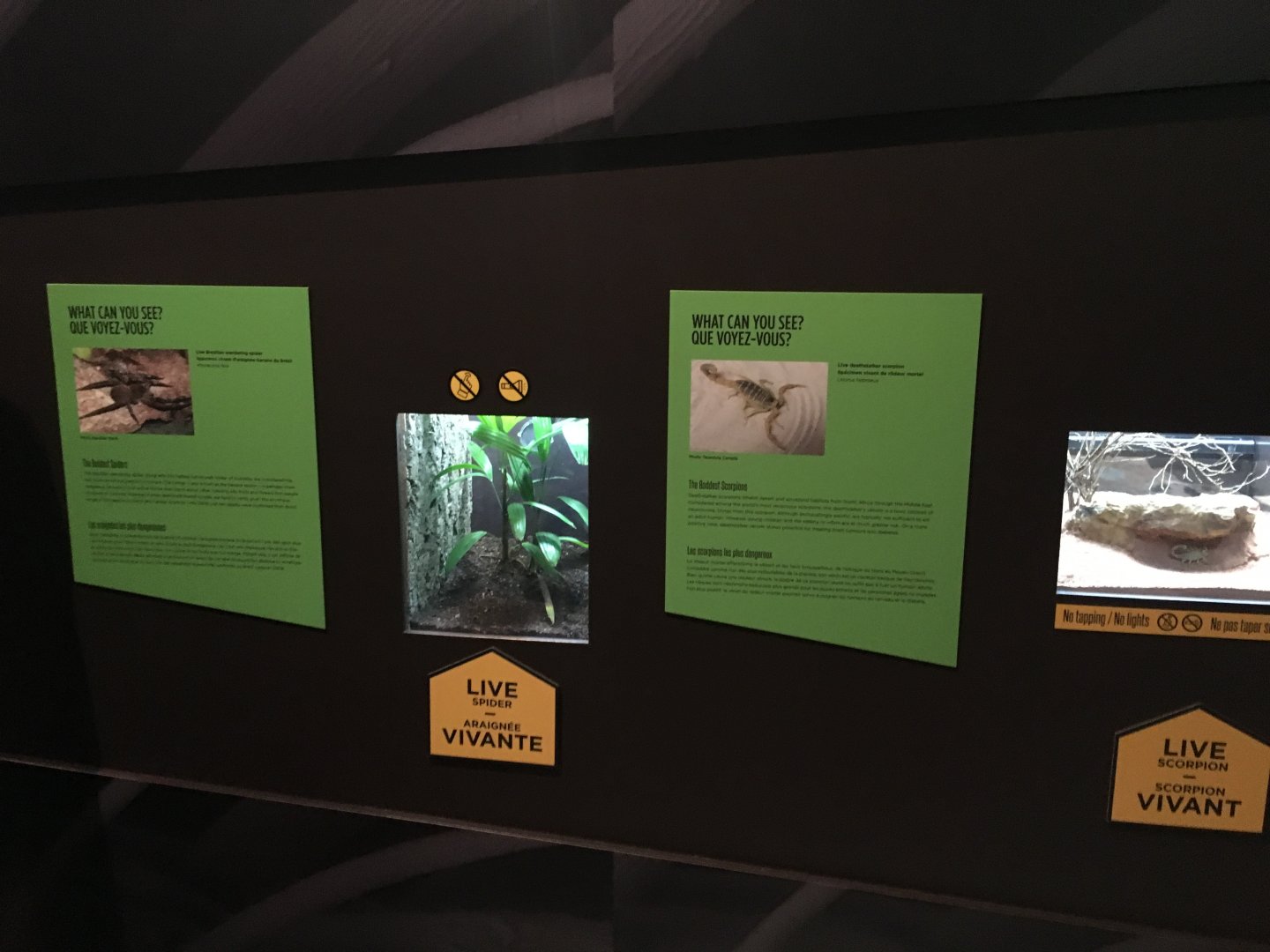 Spiders Fear and Fascination - Vivariums