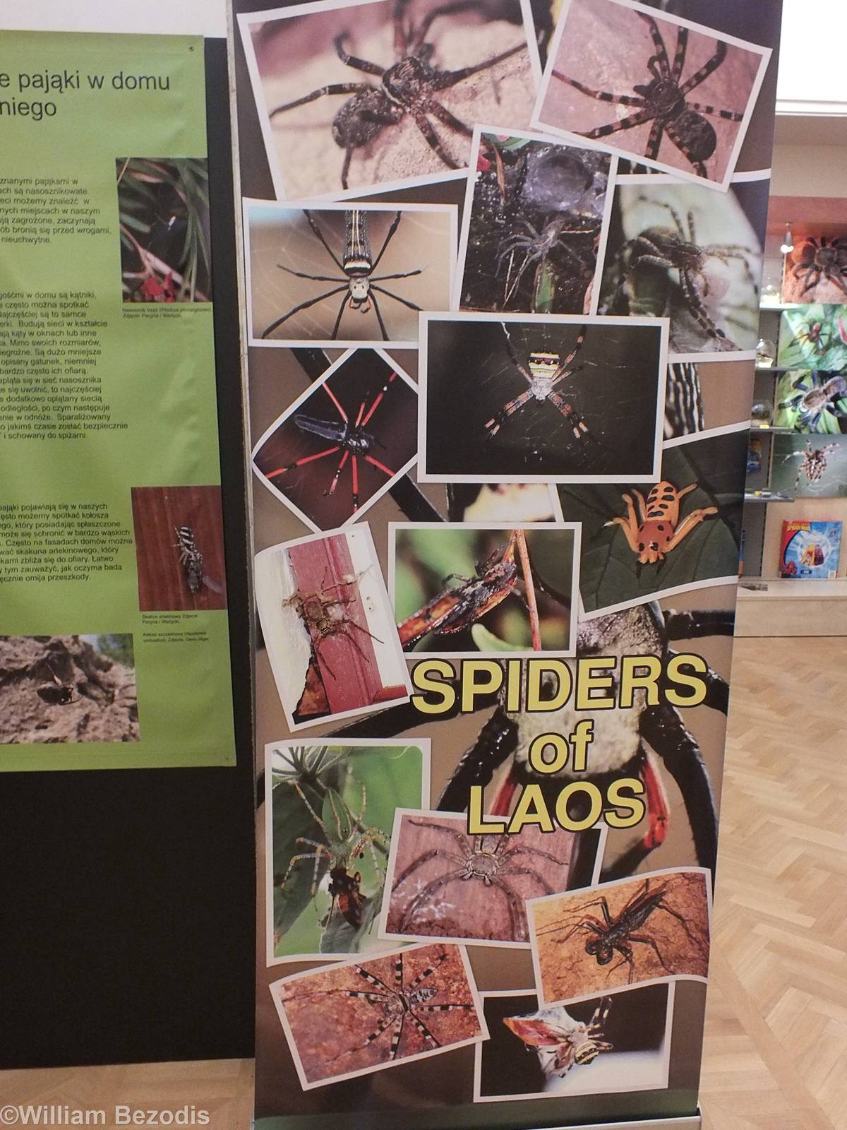 Spiders of Laos Sign - 'The Fascinating World of Spiders and Scorpions' Exh