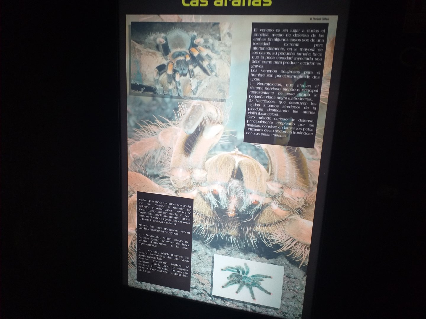 Spiders sign -TerraNatura Benidorm (2021)