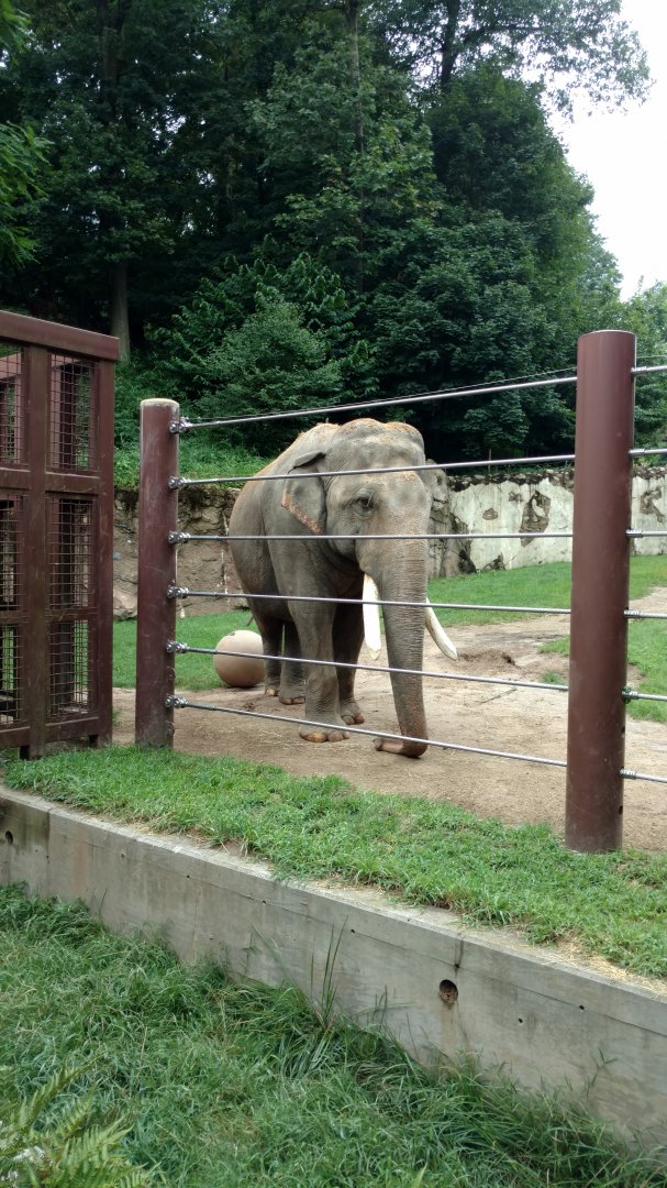 Spike, 37, Asian Elephant, Smithsonian National Zoo, 7/2018
