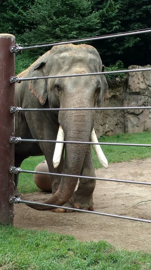 Spike, 37, Asian Elephant, Smithsonian National Zoo, August 2018