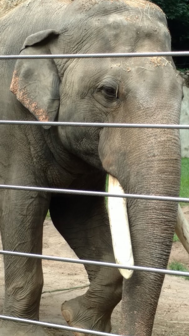 Spike, 37, Asian Elephant