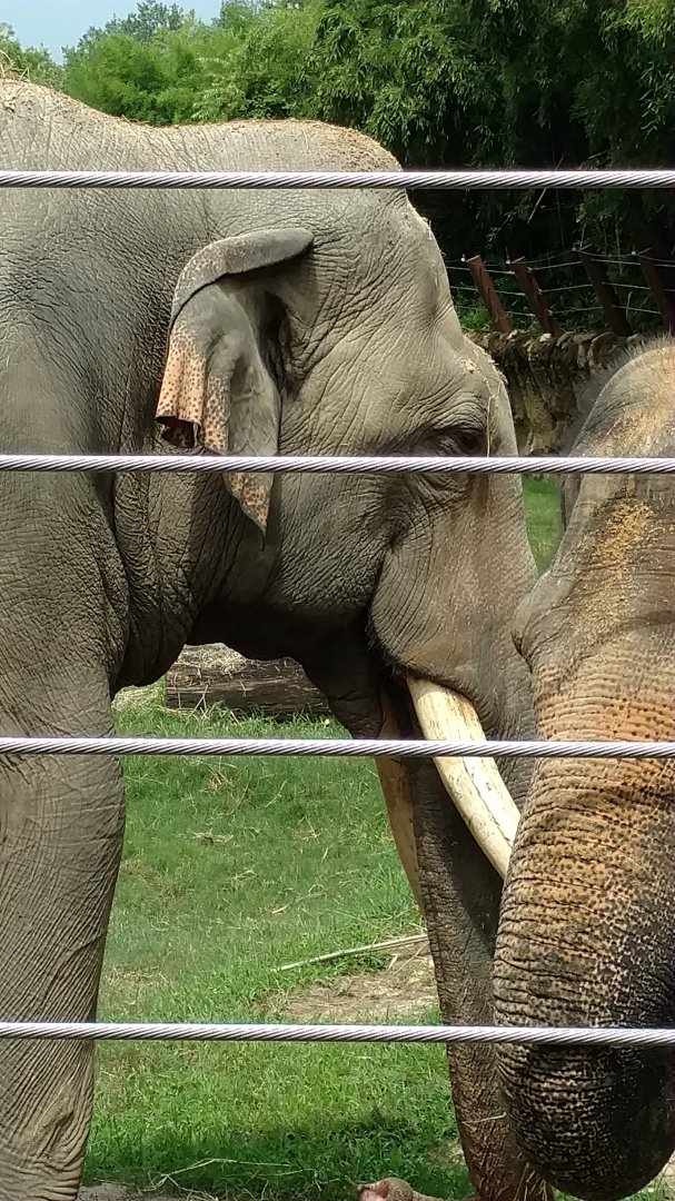 Spike, 37, Smithsonian National Zoo, July 2018